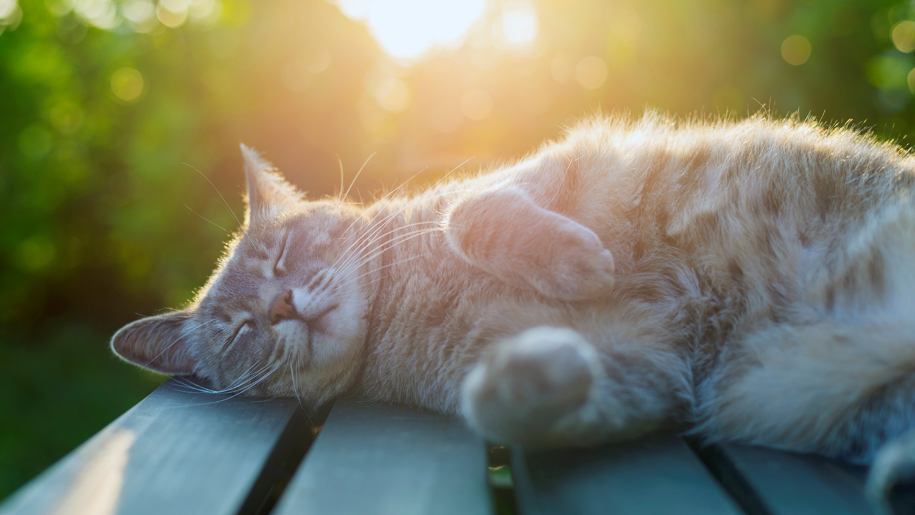 cat lying down on bench in sun (1)