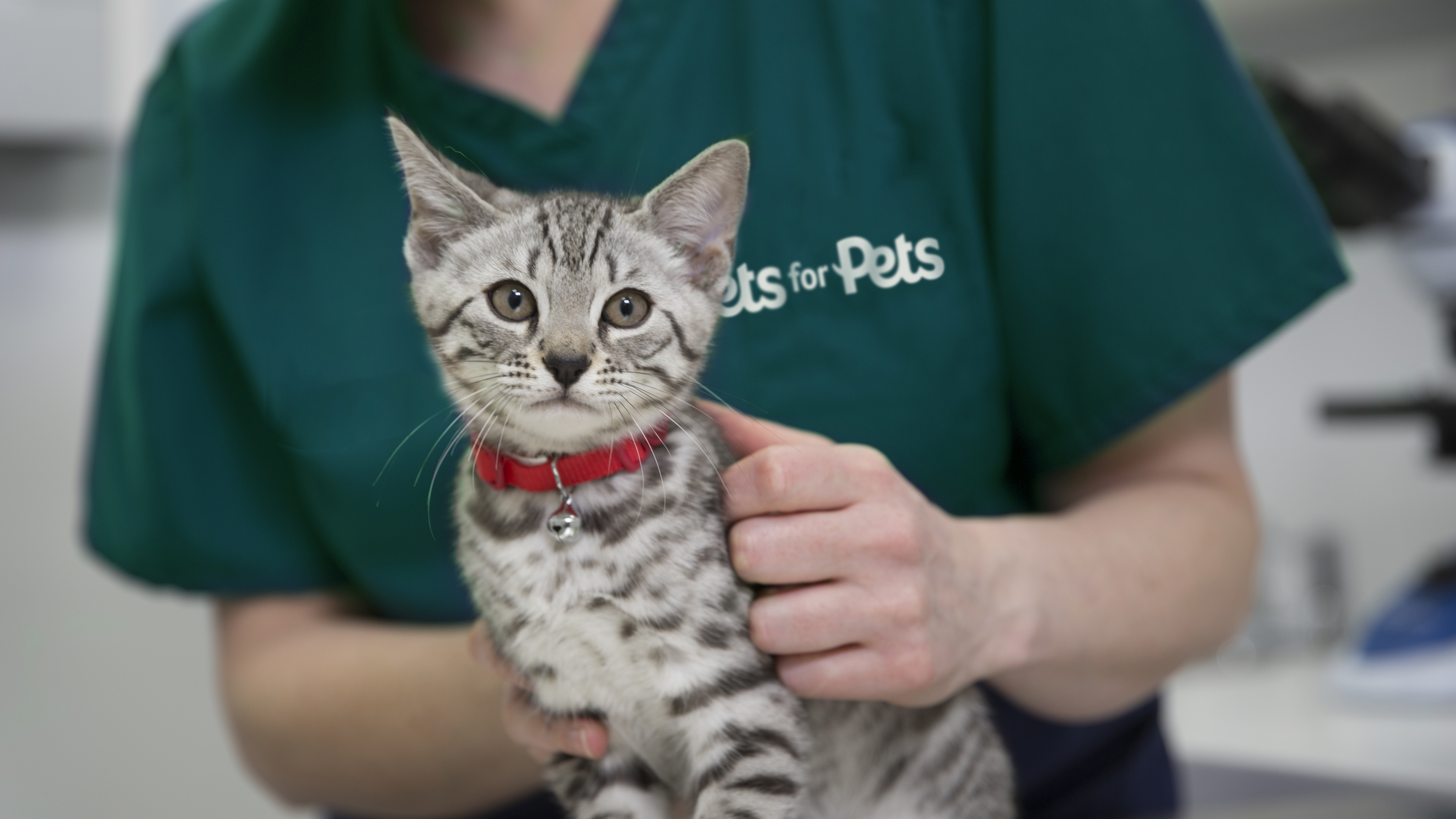 cat copy VfP