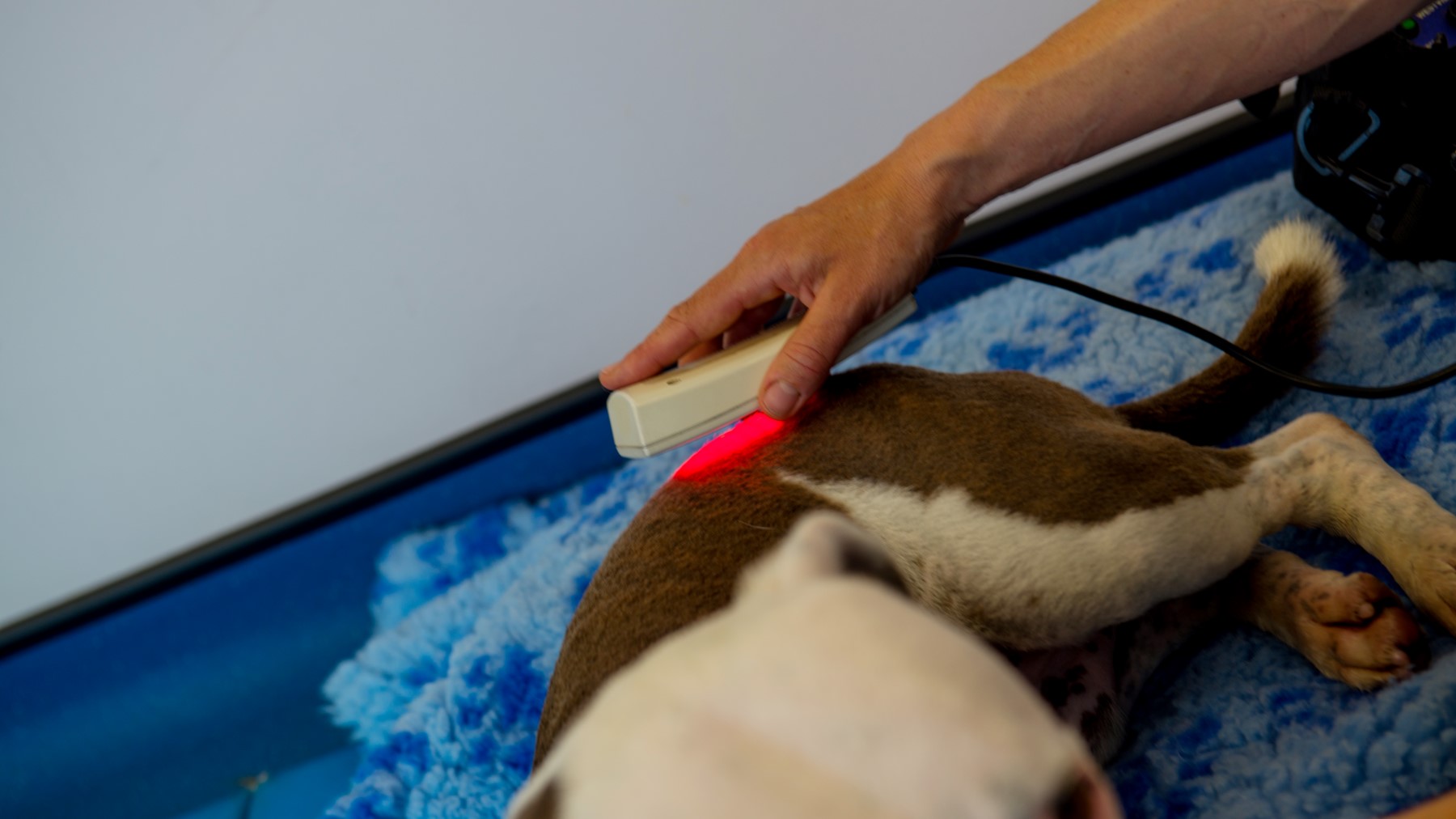 Laser Therapy For Pets Companion Care