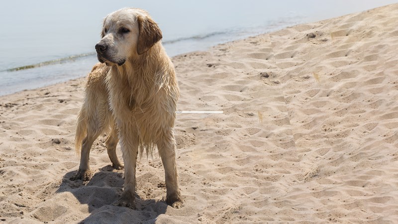 dog at beach (2) (1)