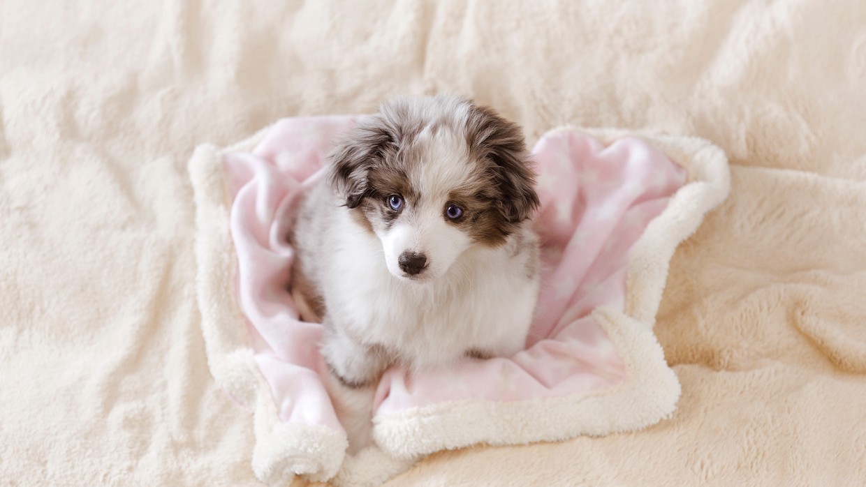 Puppy Vaccinations Companion Care