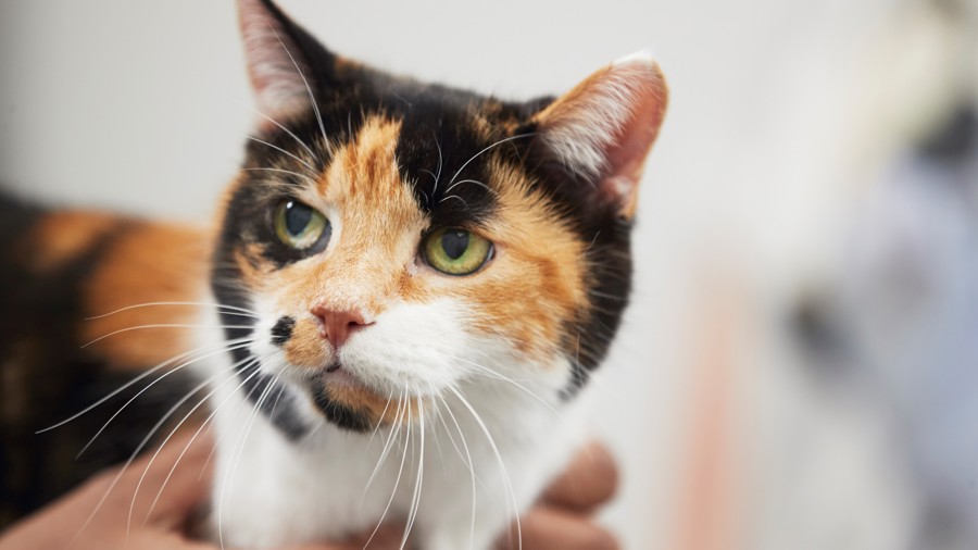 Companion Care Putting Your Pet First Experts In Vet Care