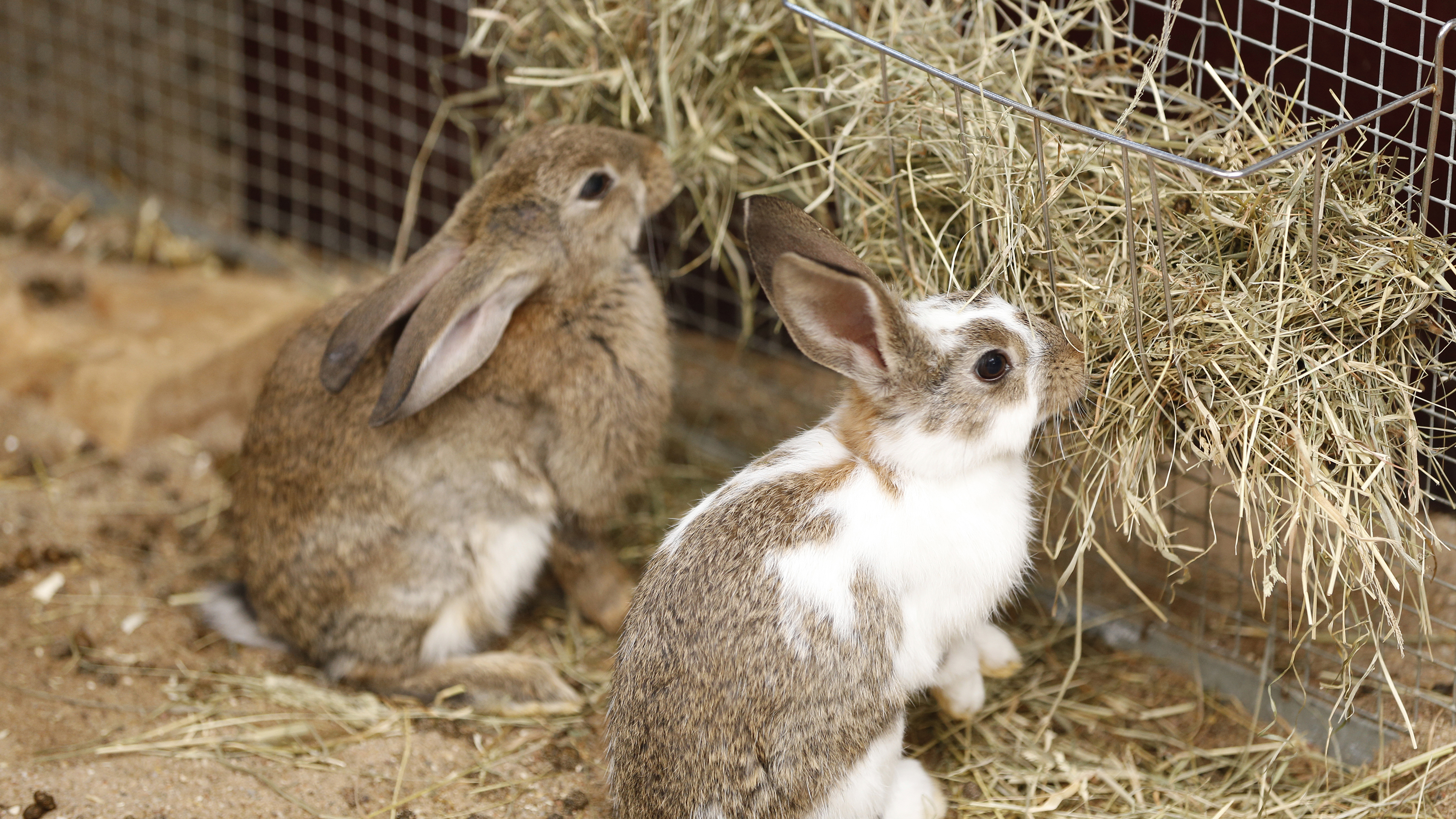 Почему крольчиха съедает крольчиха. Кролики. Разведение кроликов. Ферма кроликов. Питание кроликов.