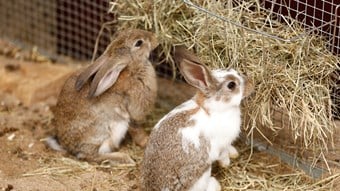 two rabbits eating hay (1)