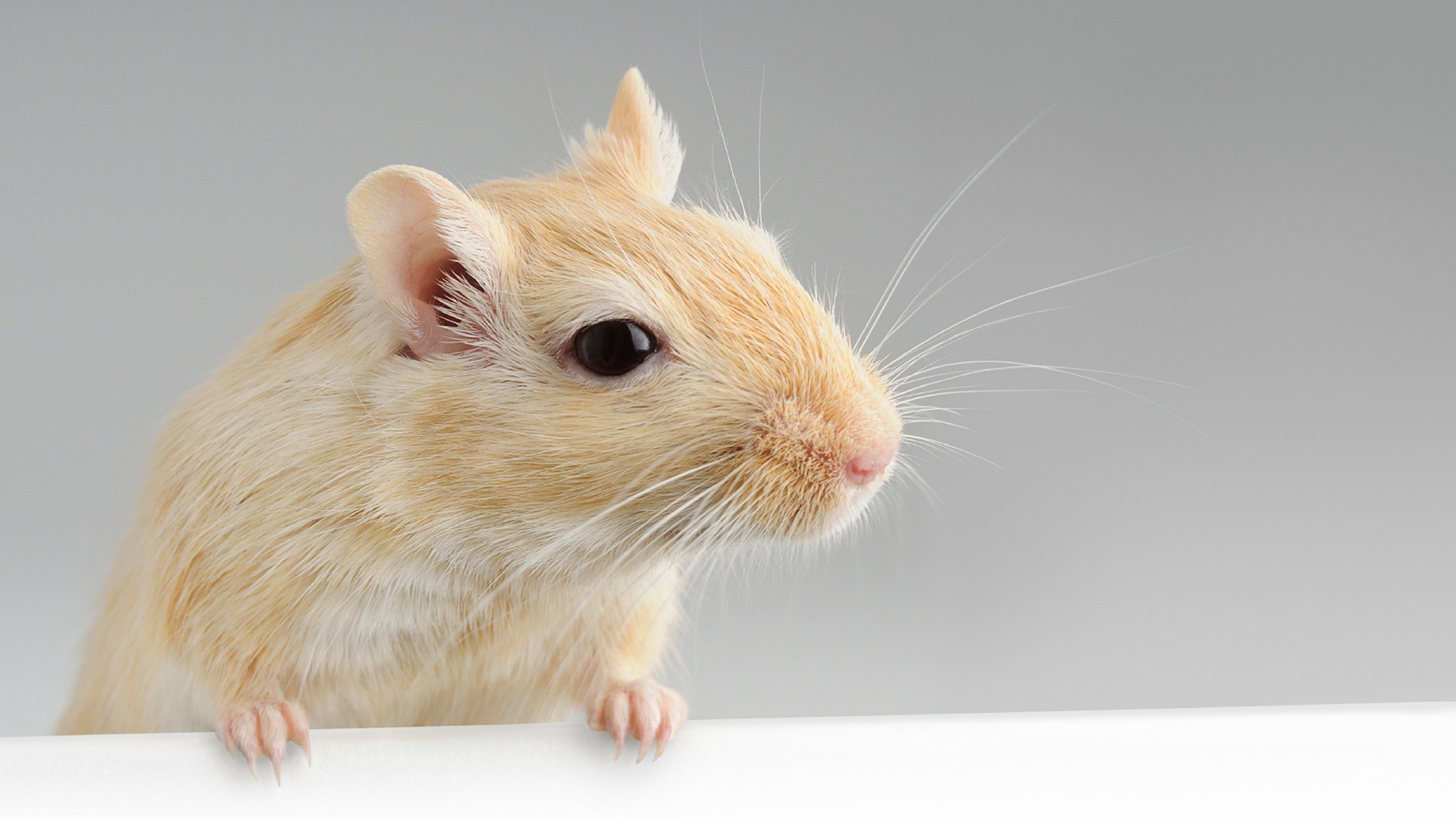 gerbil