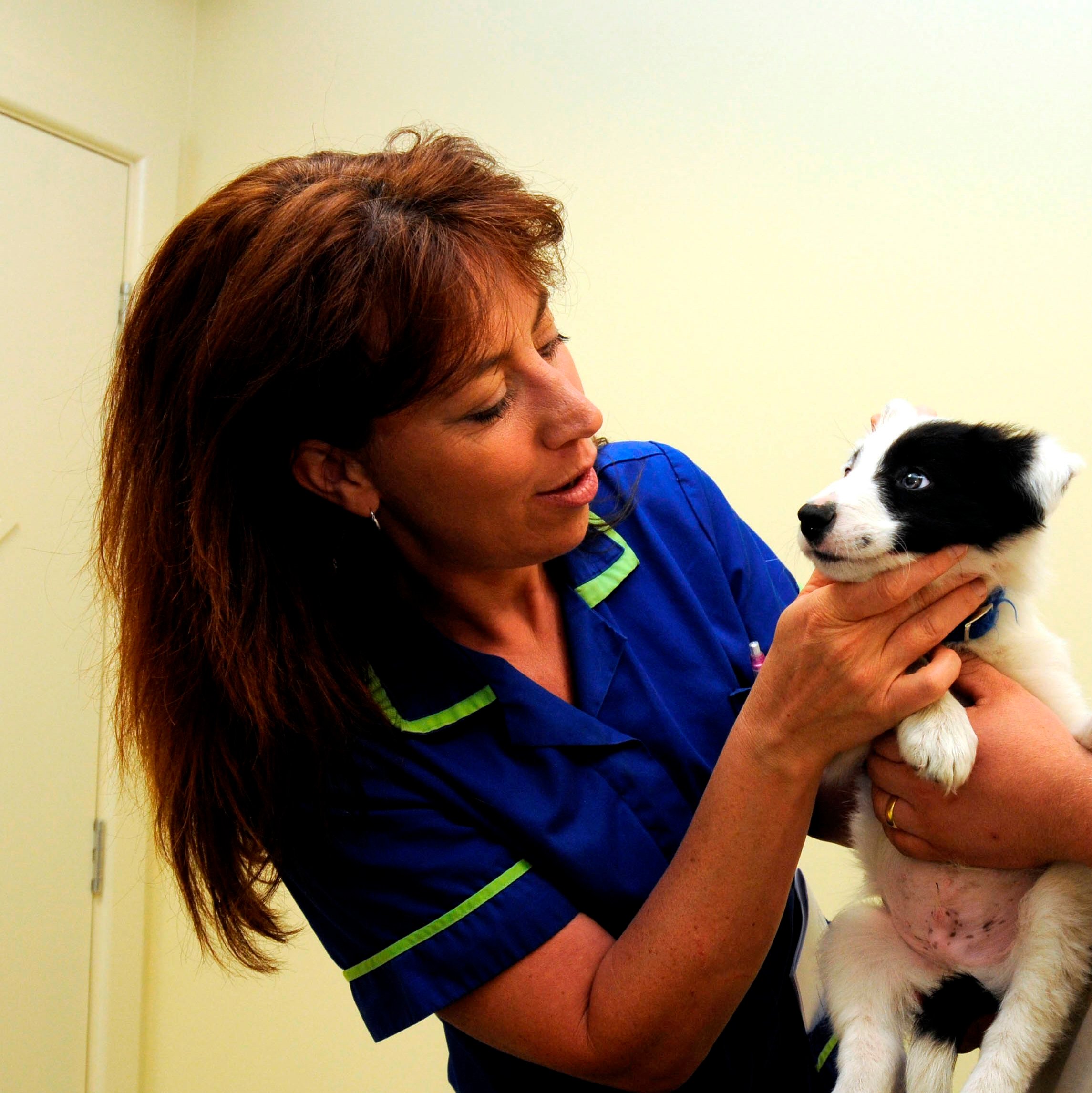 companion care vets neutering prices