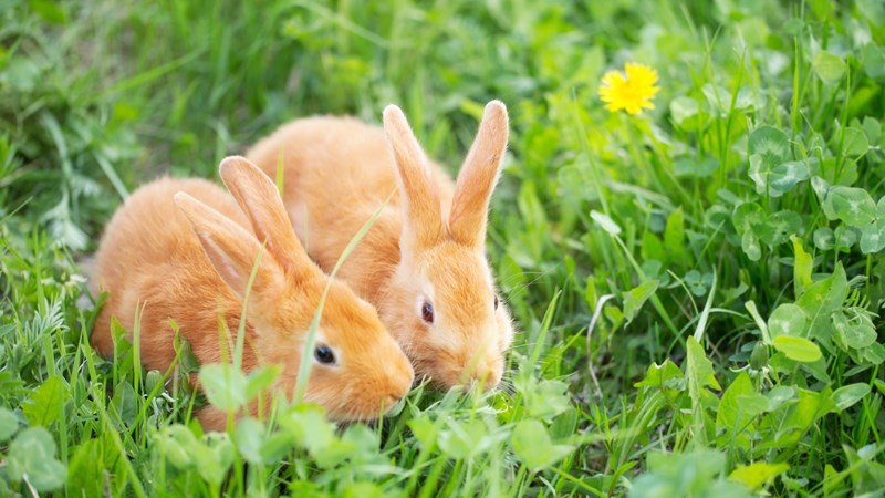 ginger rabbits eating grass