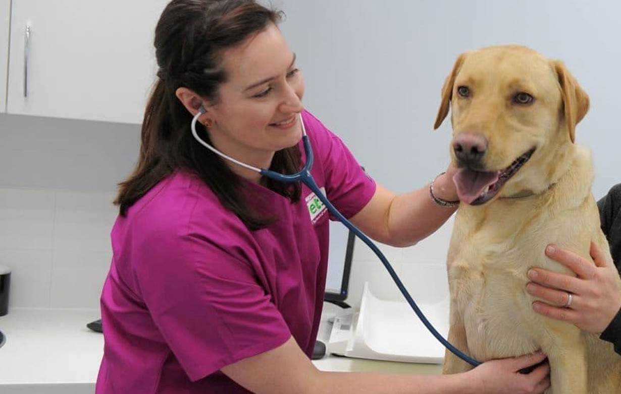 About Us Companion Care Vets