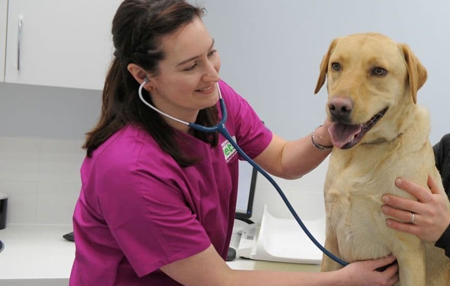 About Us Companion Care Vets