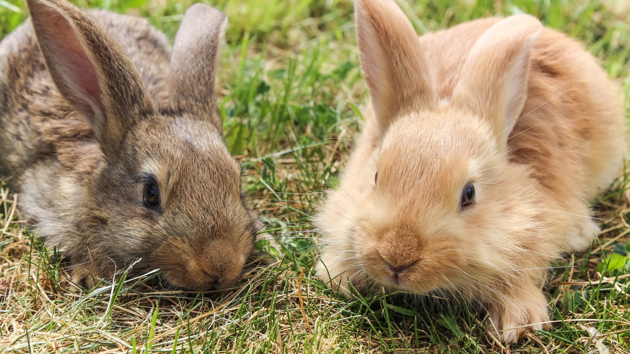 Fleas and Your Rabbit Companion Care