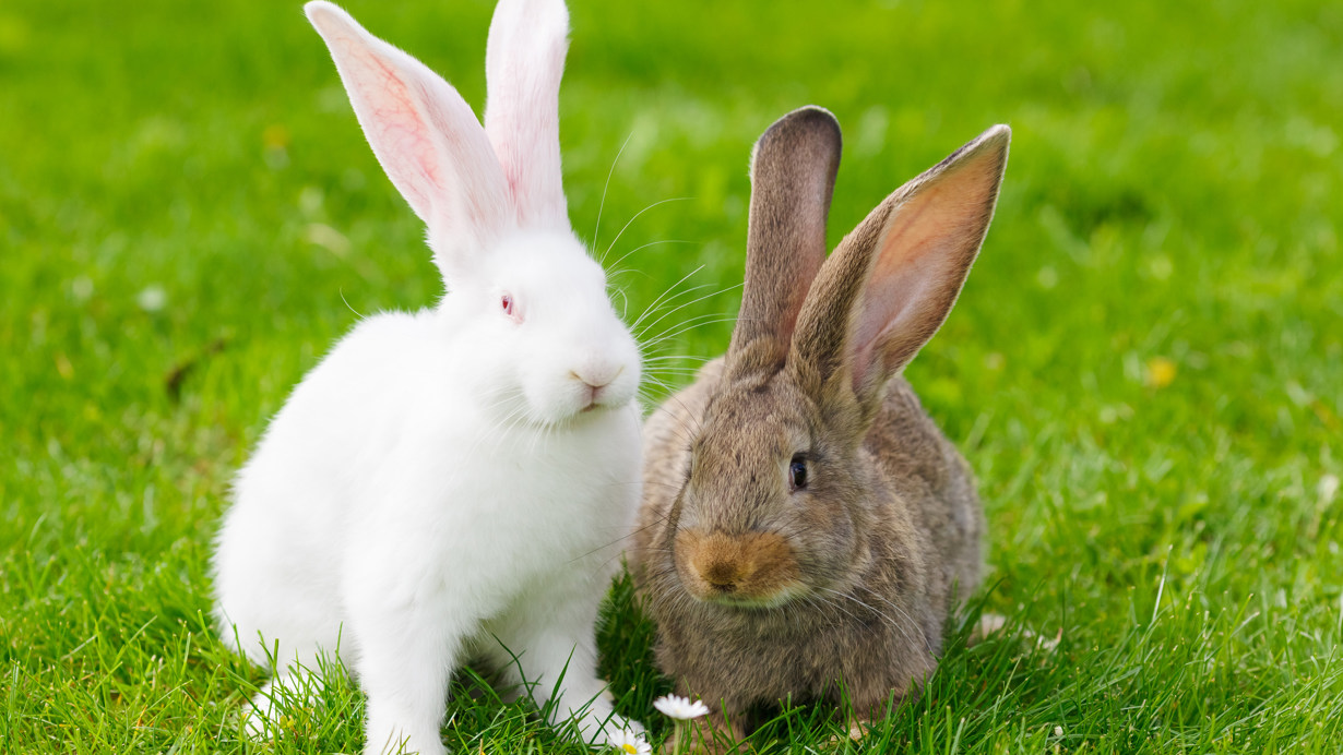 Spring Dangers for Rabbits Companion Care