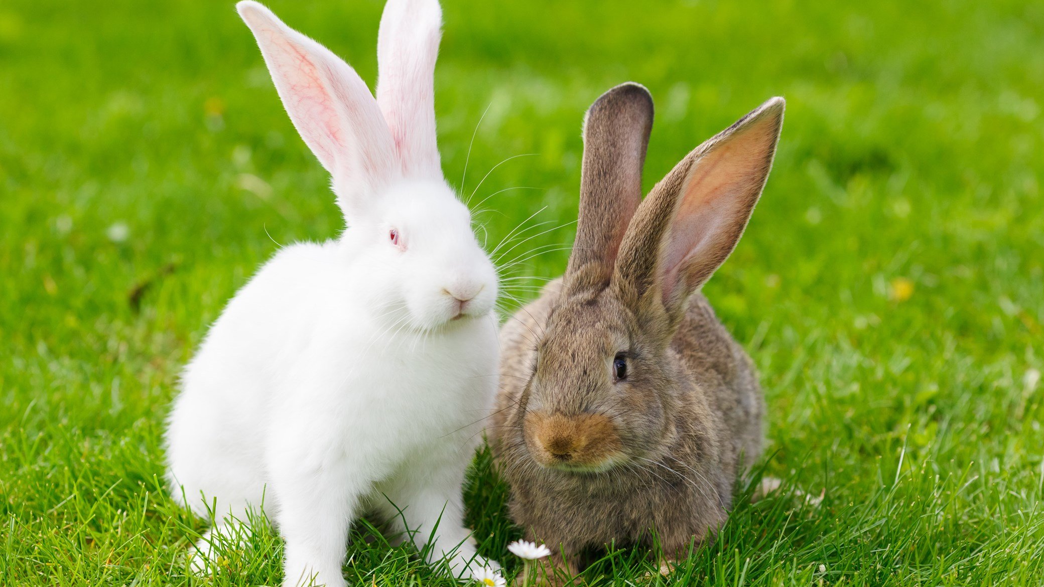 The 10 Famous Rabbits You Have to Meet in This Lifetime | Here Bunny