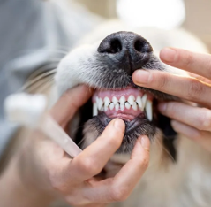Dental Suite
