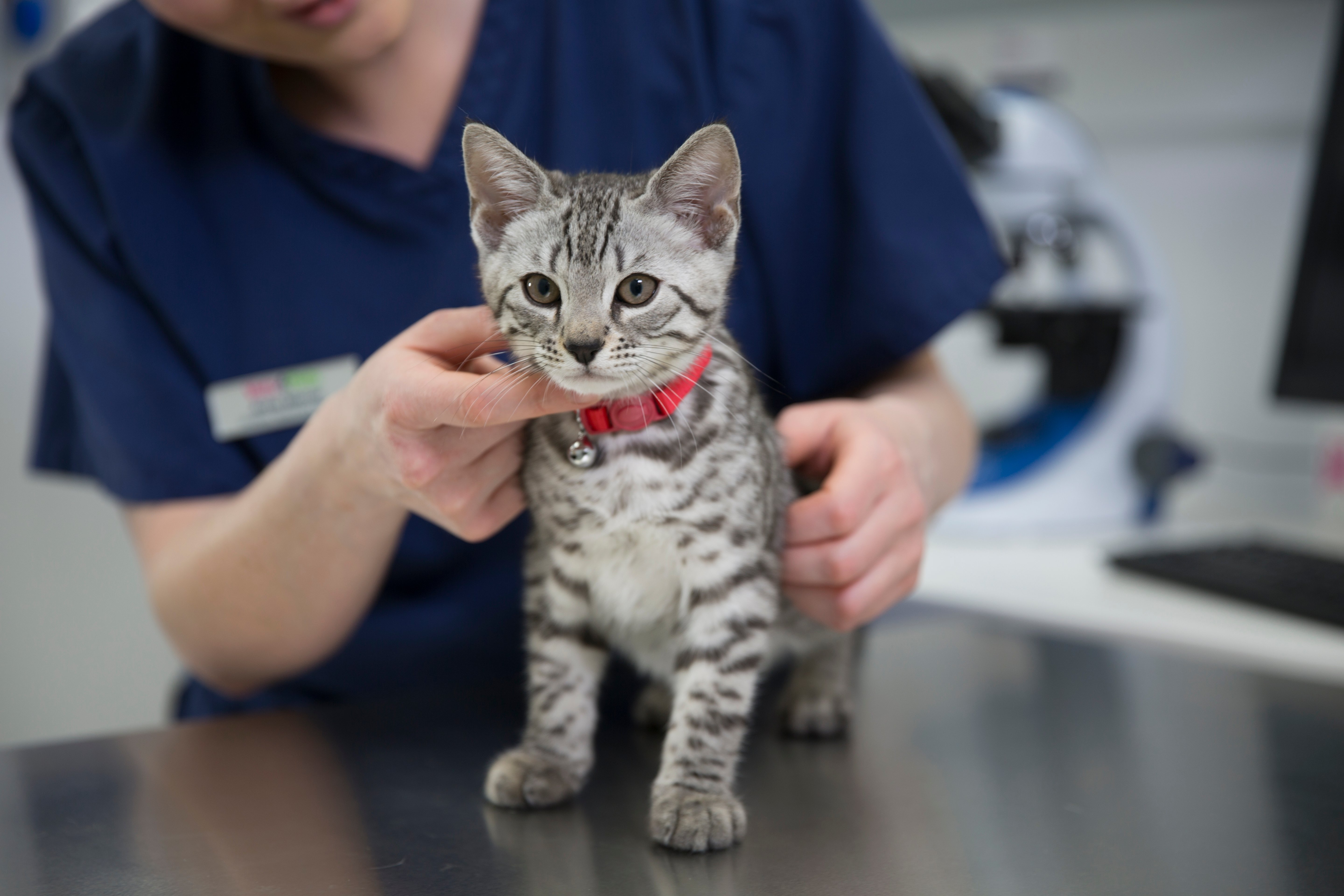 kitten in practice